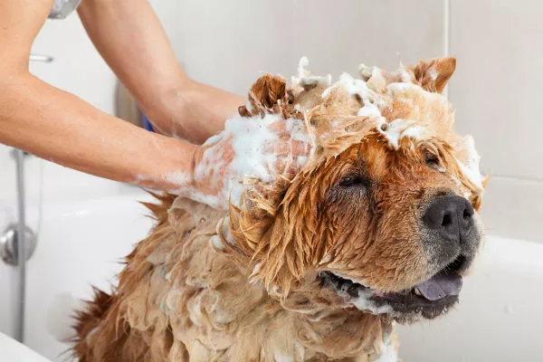 regular dog washes 