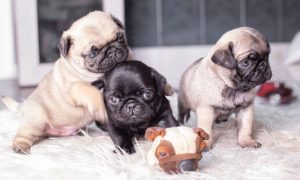 Yorkie Puppies for Sale in Connecticut