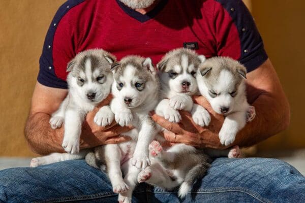 buying yorkie puppies