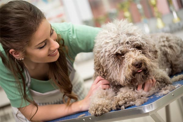 pet grooming at home