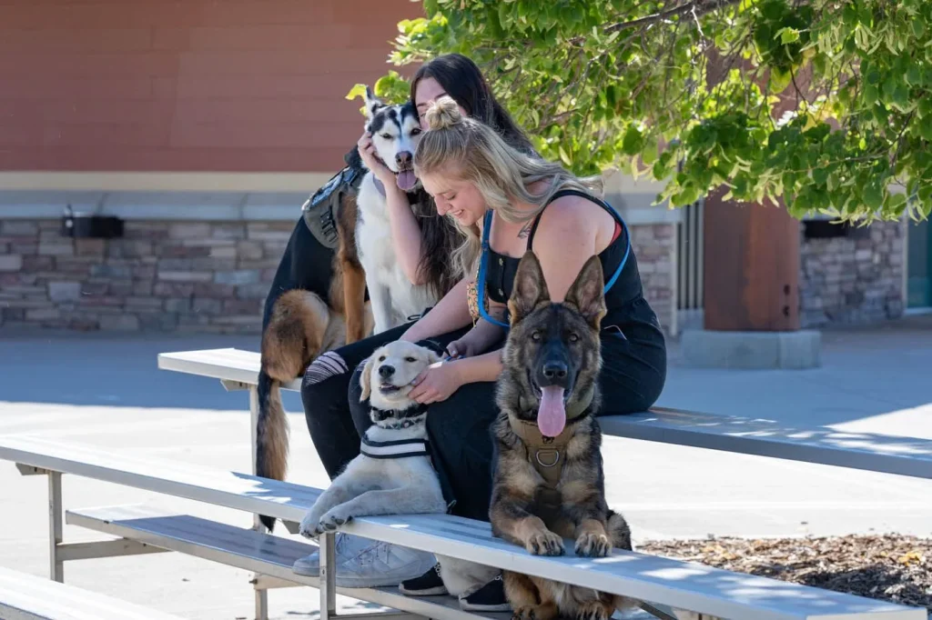 Excellent Dog Training in Huntsville - Helping Dogs and Owners Thrive