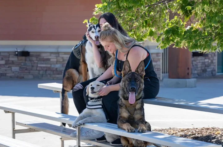 Excellent Dog Training in Huntsville - Helping Dogs and Owners Thrive